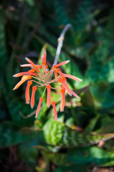 Kwiat Agawy Pomarańczowej Ogrodzie Letnim — Zdjęcie stockowe