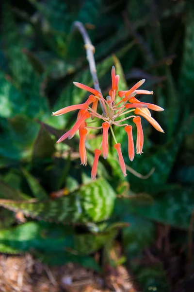 Arancione Agave Fiore Nel Giardino Estivo — Foto Stock