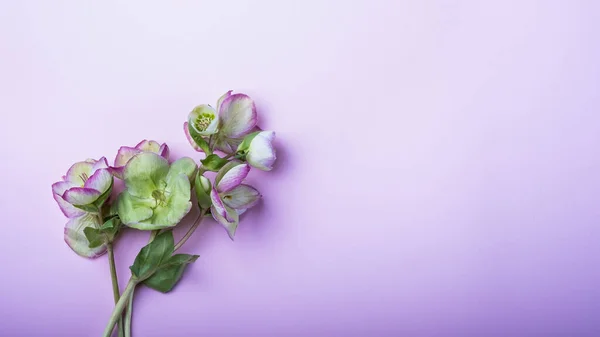 Tavaszi Virágzó Hellebore Virágok Lencse Rózsa Virágos Lapos Feküdt Nőies Stock Kép