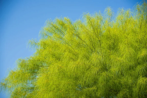 Árbol Acacia Con Fondo Cielo Azul — Foto de Stock