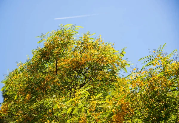 Acacia Дерево Синім Фоном Неба — стокове фото