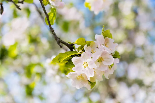 Blooming Apple Tree Branches White Flowers Green Leaves Blue Sky — Stock Photo, Image