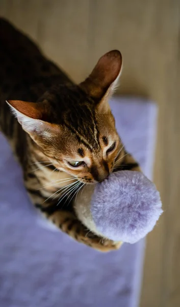 Cute bengal cat scratching scratching post at home, copy space for text. Shallow depth of field