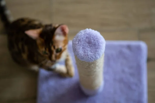 Cute bengal cat near scratching post at home, copy space for text. Shallow depth of field