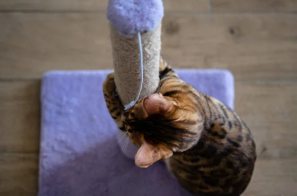Cute bengal cat scratching scratching post, at home, copy space for text