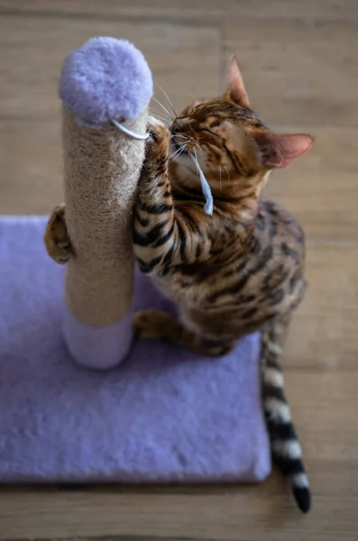 Cute bengal cat scratching scratching post at home, copy space for text