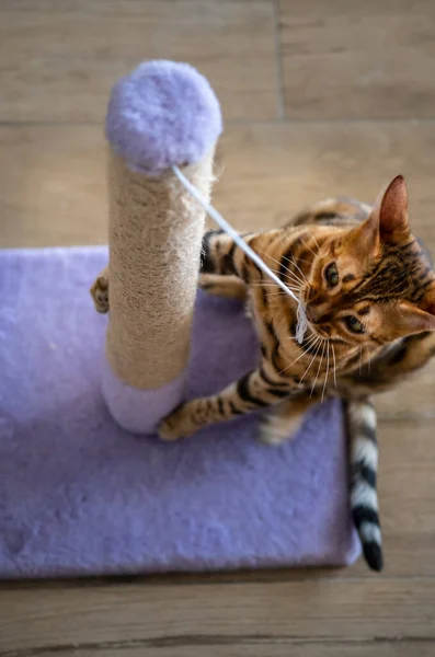 Cute bengal cat scratching scratching post at home, copy space for text. Shallow depth of field