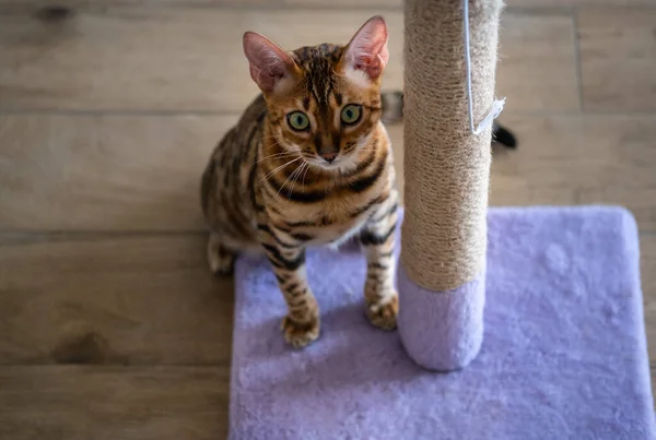 Gato Bengala Bonito Perto Arranhar Posto Casa Espaço Cópia Para — Fotografia de Stock