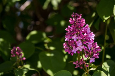 Güzel bir leylak dalı. Doğal bahar arkaplanı, yumuşak odak, kopyalama alanı