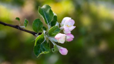 Çiçek açan elma ağaçları beyaz çiçekler ve yeşil yapraklar. Güzel çiçek bahçesi, bahar, yaz güneşli gün, doğa, çiçek çerçevesi, kopyalama alanı