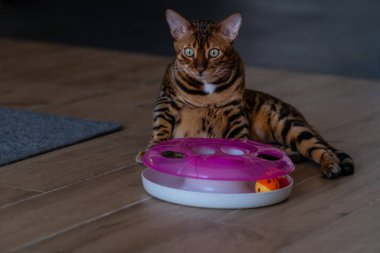 Kediler için özel oyuncağın yanındaki Bengal kedisinin portresi. Evin içinde kedi var. Hayvanlar ve yaşam tarzı konsepti