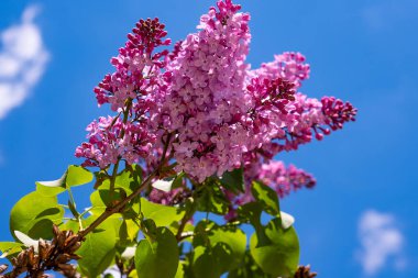 Mavi gökyüzüne karşı güzel bir leylak dalı. Doğal bahar arkaplanı, yumuşak odak, kopyalama alanı