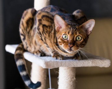 Bengal kedisinin portresi, yakın çekim. Evin içinde kedi var. Hayvanlar ve yaşam tarzı konsepti