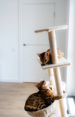 Yakından Bengal kedilerinin portresi. Evin içinde kedi var. Hayvanlar ve yaşam tarzı konsepti