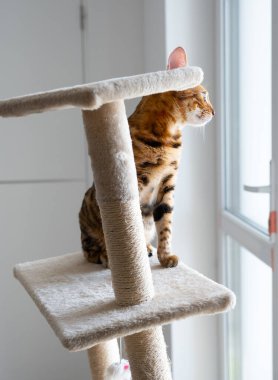 Pencereden içeri bakan sevimli bir Bengal kedisinin portresi. Yaklaş. Evin içinde kedi var. Hayvanlar ve yaşam tarzı konsepti