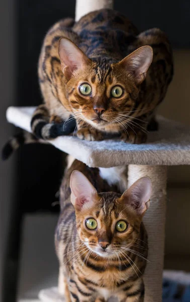 Portret Bengalskich Kotów Zbliżenie Kot Wnętrzu Domu Koncepcja Zwierząt Stylu — Zdjęcie stockowe