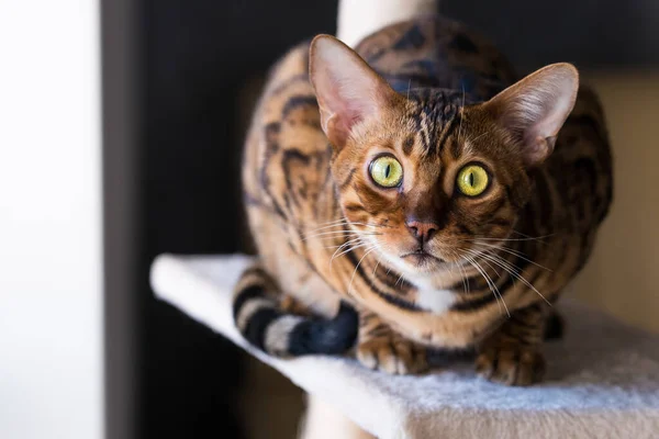 뻐꾸기 고양이의 초상화 고양이 양식의 — 스톡 사진
