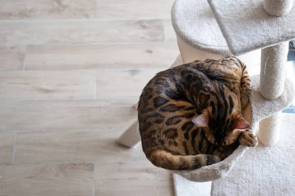 Retrato Gato Bengala Adormecido Gato Interior Casa Animal Estilo Vida — Fotografia de Stock