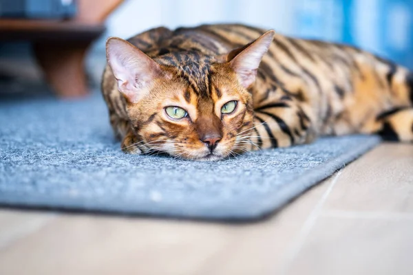 Retrato Gato Bengala Bonito Perto Gato Interior Casa Conceito Animais — Fotografia de Stock