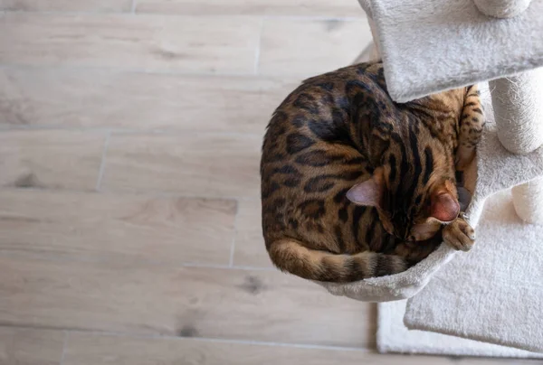 Portret Śpiącego Bengalskiego Kota Kot Wnętrzu Domu Koncepcja Zwierząt Stylu — Zdjęcie stockowe