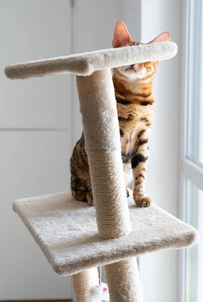 Retrato Gato Bengala Bonito Perto Gato Interior Casa Conceito Animais — Fotografia de Stock