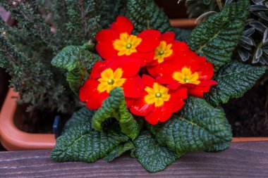 Baharın çeşitli renkleri saksıda açan çiçekler, eski Prag