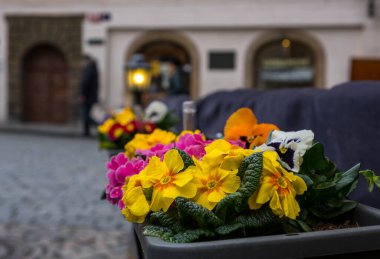 Renkli saksı bitkileri. Çiçekler çiçek açmış yemyeşil yapraklarla, eski Prag