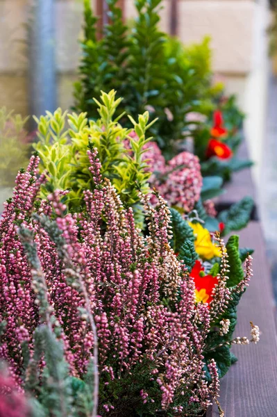 Gekleurde Potplanten Mooie Bloemen Volle Bloei Met Weelderige Groene Bladeren — Stockfoto