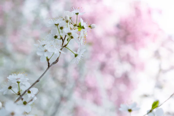 Twigs Cherry Tree White Blossoming Flowers Early Spring Spring Background — Stock Photo, Image