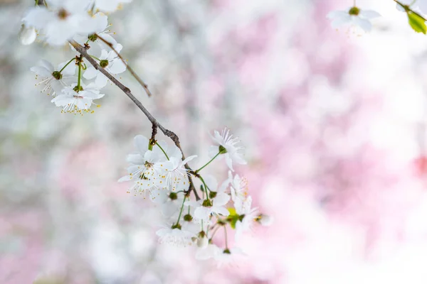 Twigs Cherry Tree White Blossoming Flowers Early Spring Spring Background — Stock Photo, Image