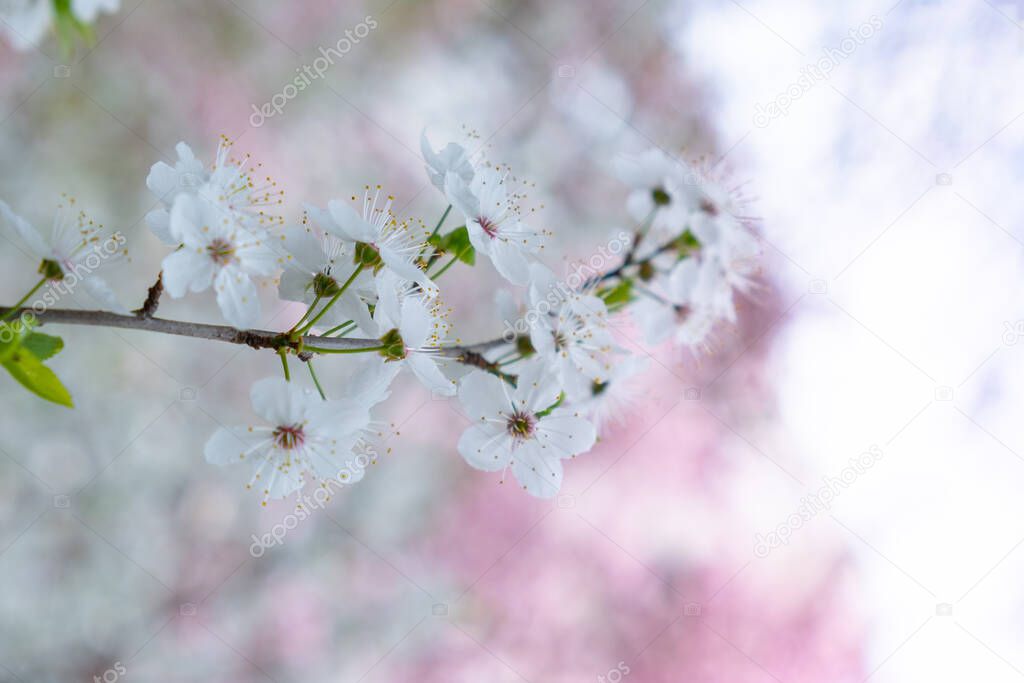 Twigs of cherry tree with white blossoming flowers in early spring. Spring background, copy space