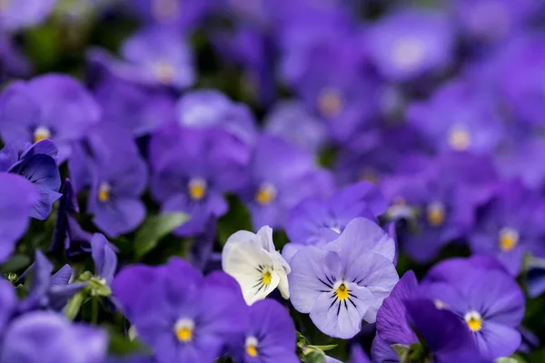 Stiefmütterchen Blumen Lebendige Frühlingsfarben Hintergrund Makroaufnahmen Von Blumengesichtern Stiefmütterchen Garten — Stockfoto