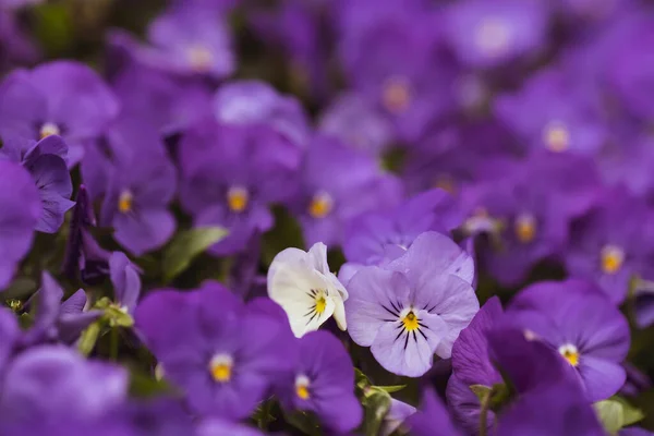 色彩艳丽的花朵 鲜明的春色背景 花脸的宏观形象 花园里的小气鬼 — 图库照片