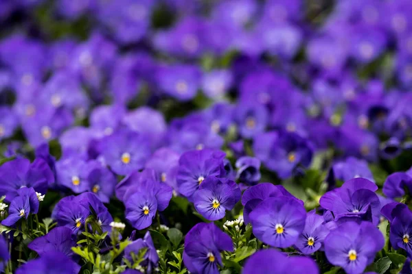 Stiefmütterchen Blumen Lebendige Frühlingsfarben Hintergrund Makroaufnahmen Von Blumengesichtern Stiefmütterchen Garten — Stockfoto