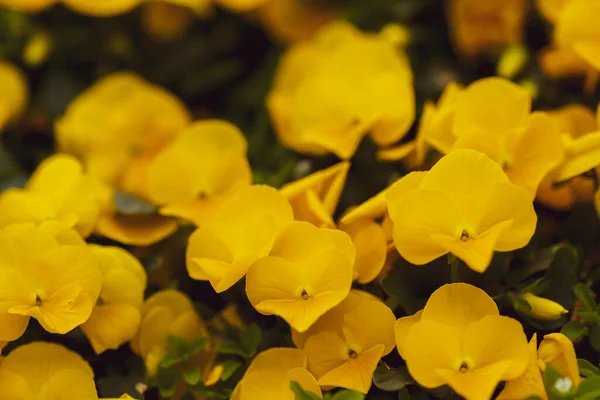 Flores Amarillas Colores Vivos Primavera Fondo Imágenes Macro Rostros Flores — Foto de Stock