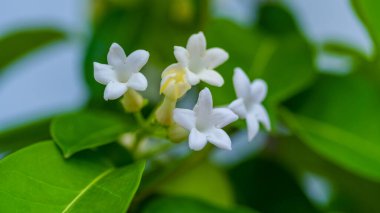 Zakkumdan beyaz çiçekler, yaz zamanı.