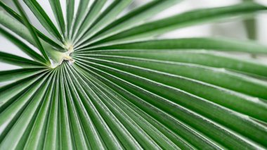 Yeşil palmiye yaprakları yakın plan, seçici odaklanma, arka plan. Metin için boşluk