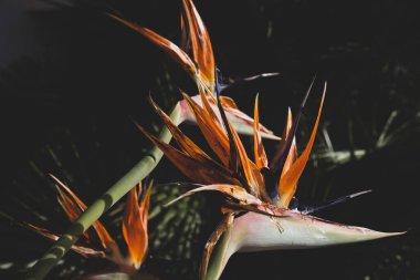 Strelitzia Reginae çiçeği. Renkli çiçekler Cennet Kuşu çiçek açtı