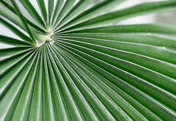 Yeşil Palmiye Yaprakları Yakın Plan Seçici Odaklanma Arka Plan Metin — Stok fotoğraf