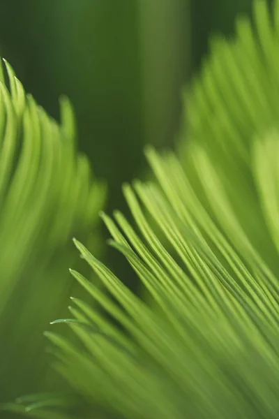 Sago Palm Palma Verde Deixa Perto Foco Seletivo Fundo Espaço — Fotografia de Stock