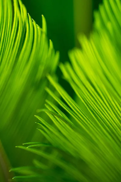 Sago Palm Yeşil Palmiye Yaprakları Yakın Seçici Odaklanma Arka Plan — Stok fotoğraf