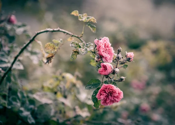 Ramo Com Rosas Florescendo Uma Manhã Gelada Cedo — Fotografia de Stock