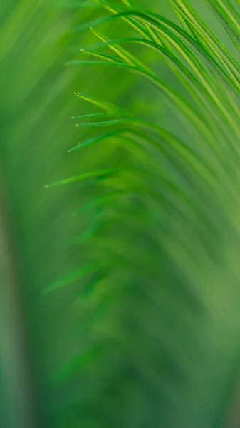 Palma Verde Deixa Perto Foco Seletivo Fundo Espaço Para Texto — Fotografia de Stock