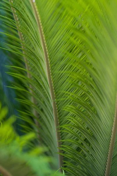 Palma Verde Deixa Perto Foco Seletivo Fundo Espaço Para Texto — Fotografia de Stock