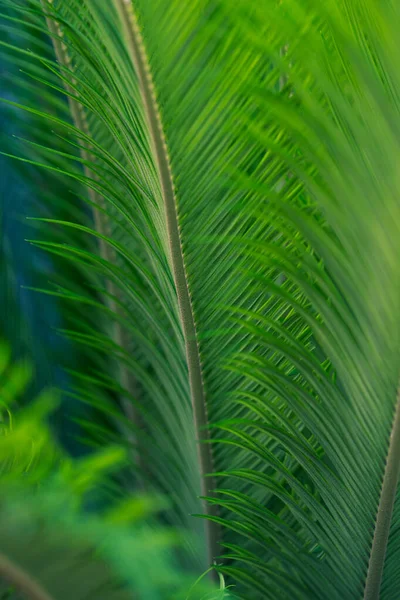 Green Palm Leaves Close Selective Focus Background Space Text — Stock Photo, Image