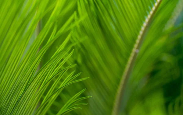 Yeşil Palmiye Yaprakları Yakın Seçici Odaklanma Arka Plan Metin Için — Stok fotoğraf