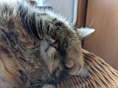 Kedi kanepede uyuyor.