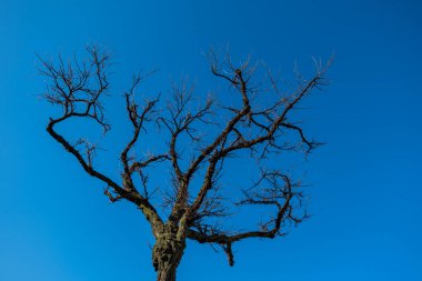 Mavi gökyüzü olan ağaç