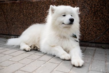 Samoyed cinsinin mutlu bir köpeği. Samoyed köpeğinin dost canlısı ve uysal bir mizacı vardır.