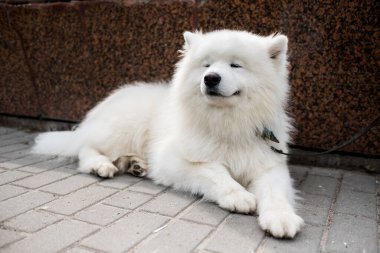 Samoyed cinsinin mutlu bir köpeği. Samoyed köpeğinin dost canlısı ve uysal bir mizacı vardır.